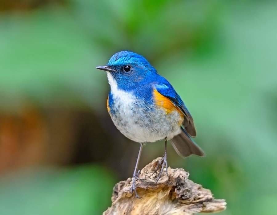 Himalayan Bluetail