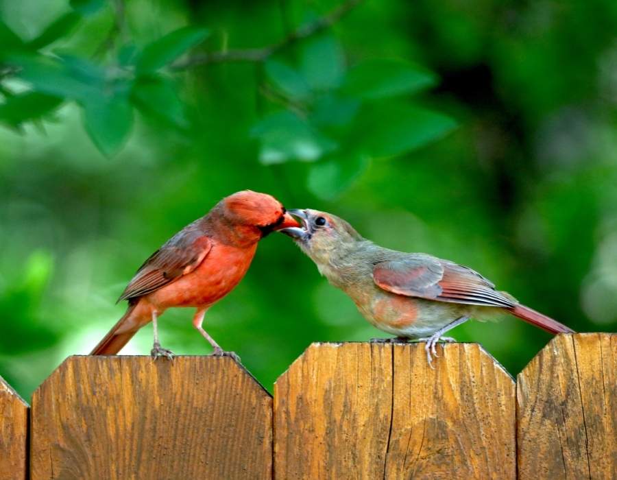 Cardinals feeding