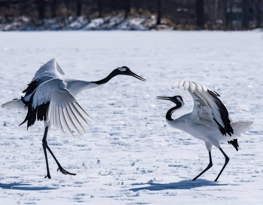 Japanse Red-crowned cranes