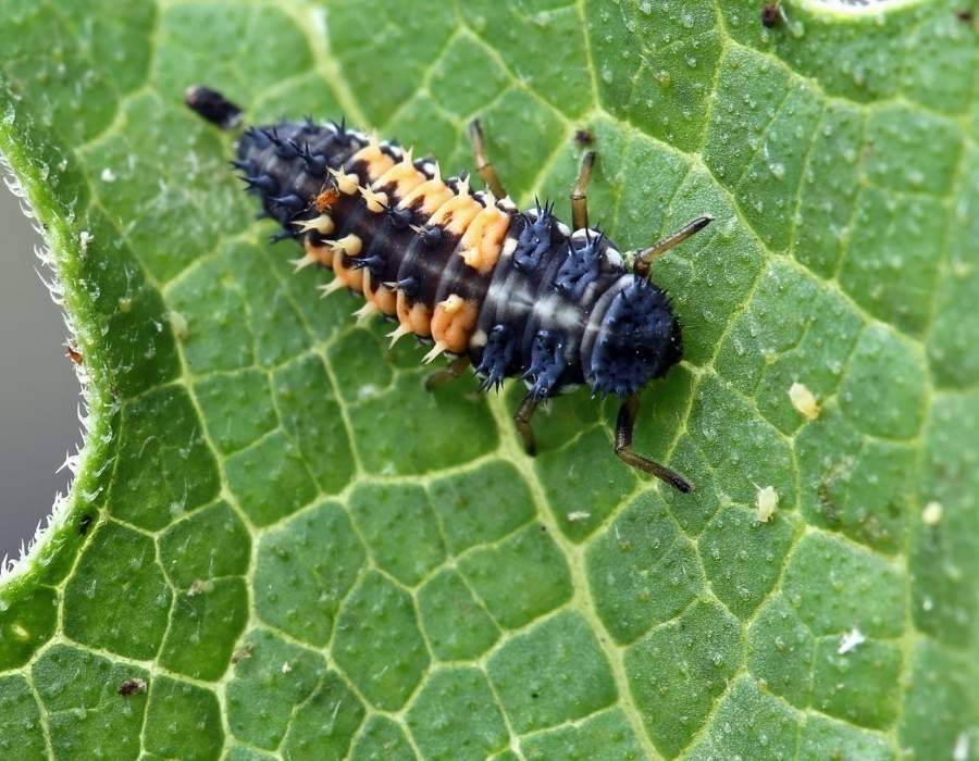 Ladybug Larvae