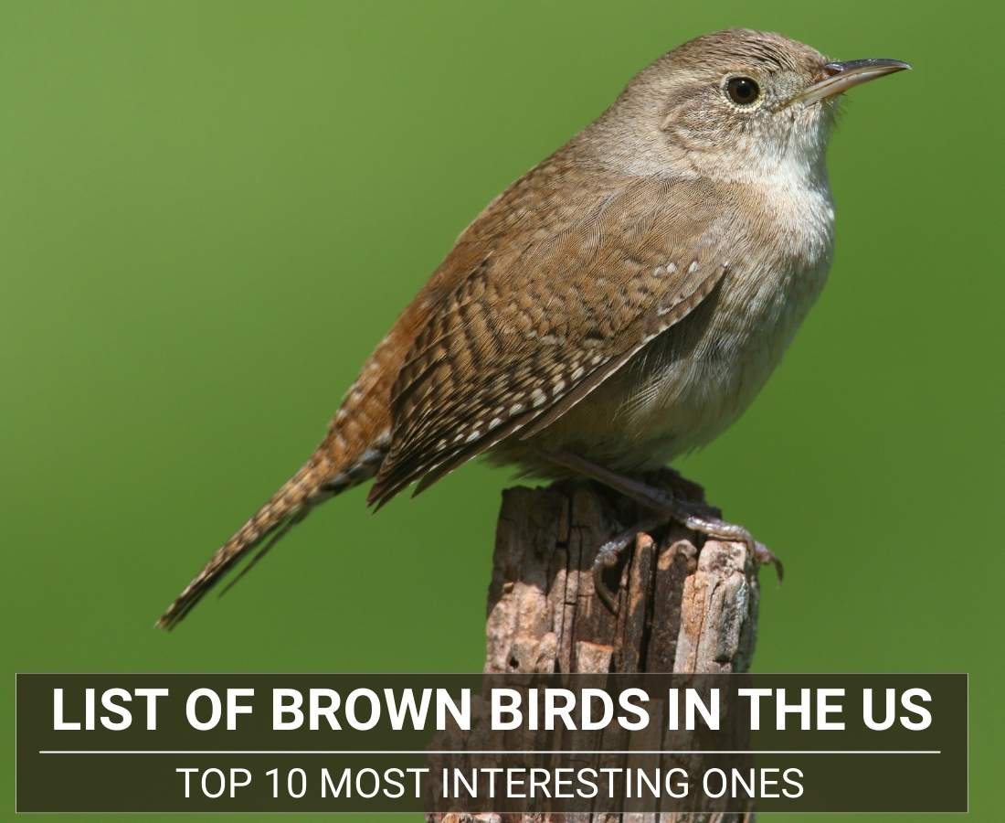 List Of Brown Birds In The US
