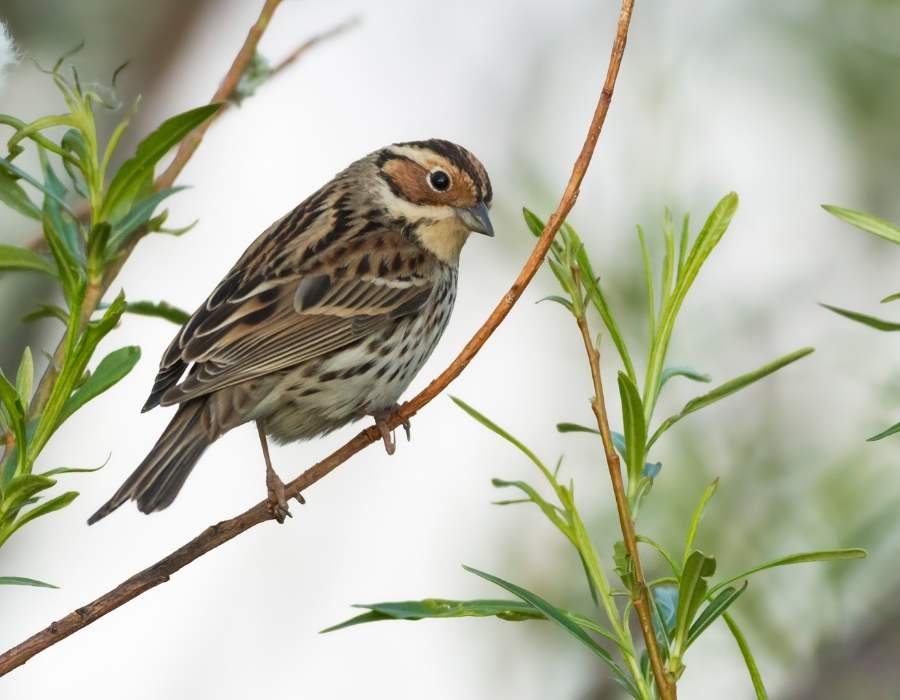 Little Bunting