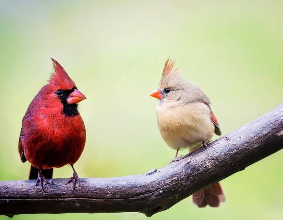 Male and female cardinal