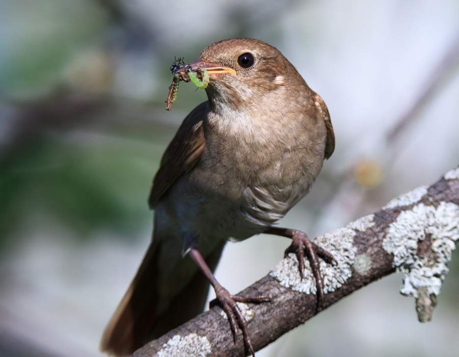 nightingale feeding