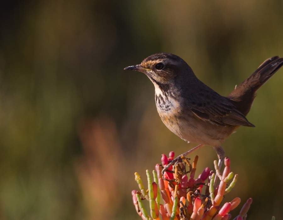 Nightingale on flower Nightingale Symbolism: Spiritual Meaning Of Hope And Transformation