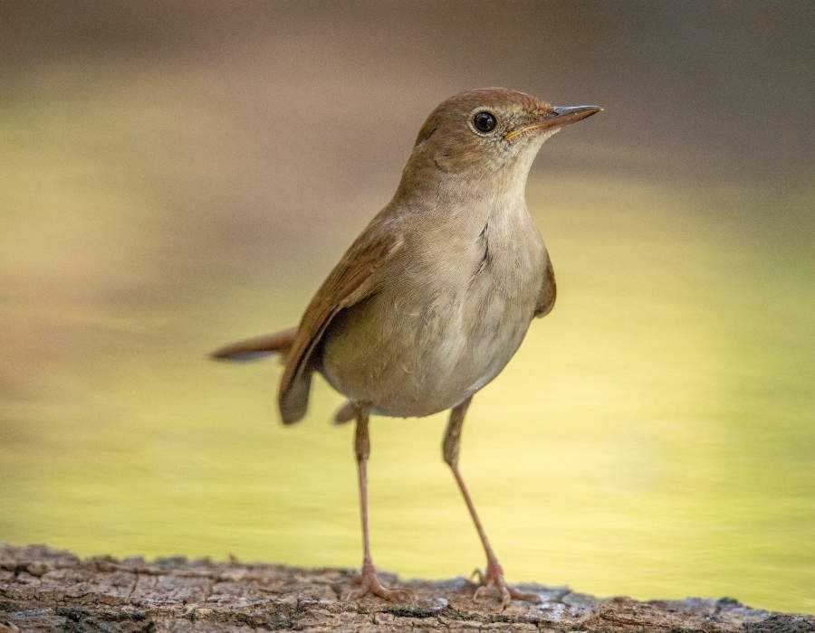 Nightingale yellow bgr Nightingale Symbolism: Spiritual Meaning Of Hope And Transformation