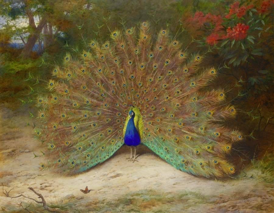 Peacock christian culture