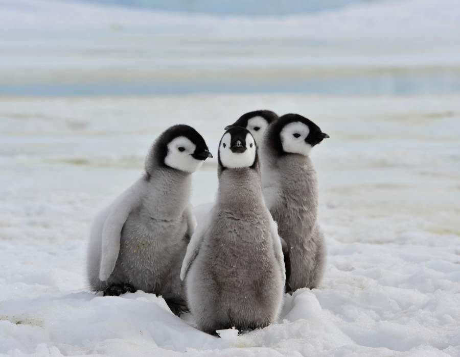 Penguin spirit Penguin Symbolism - A Symbol Of The Free And Unbreakable Spirit