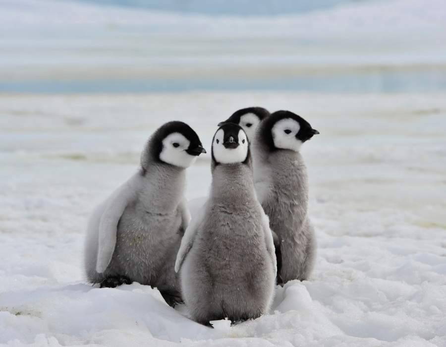 Penguin spirit Penguin Spirit Animal: Discover the Profound Spiritual Meaning and Symbolism Behind These Loyal Birds