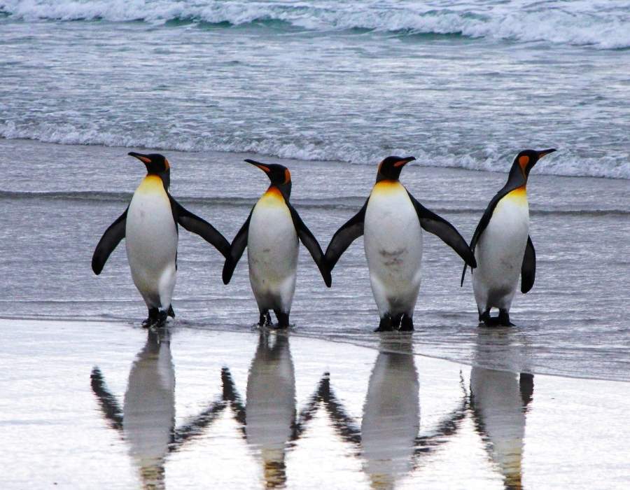 Penguin standing in line