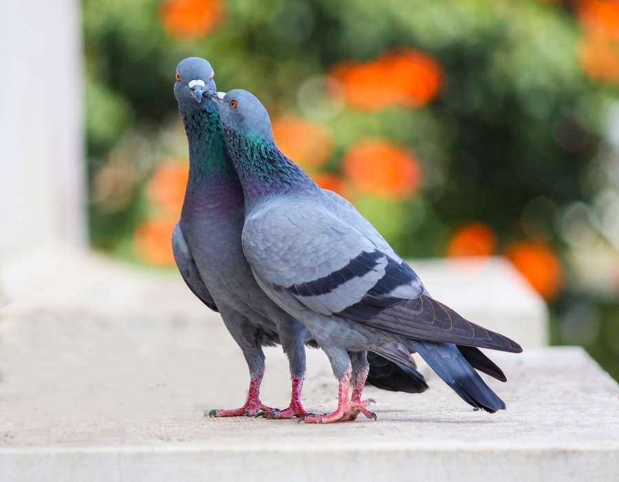 Pigeons kissing