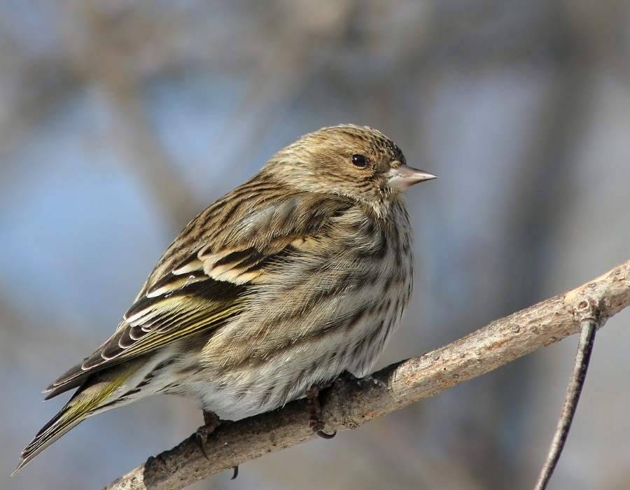 Pine Siskin