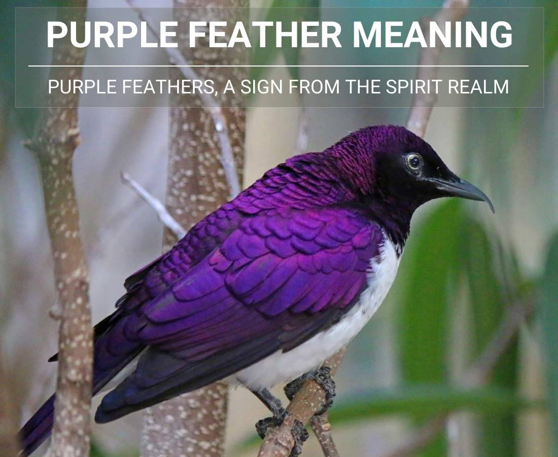 Purple Feather Meaning