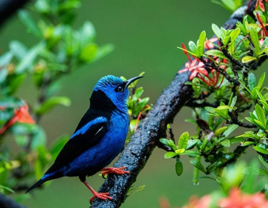 Red-legged Honeycreeper