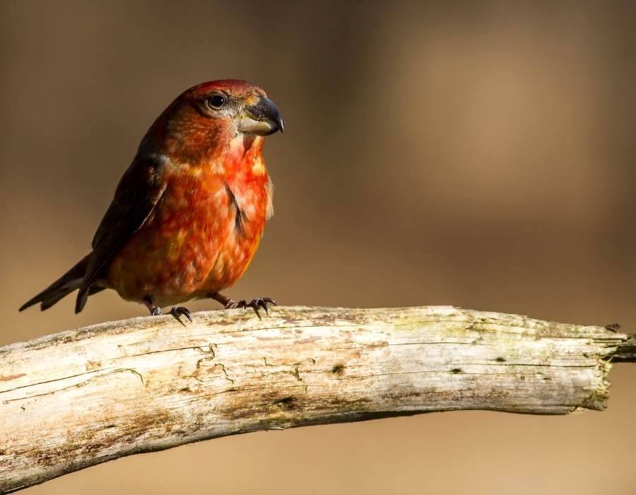 Scottish crossbill