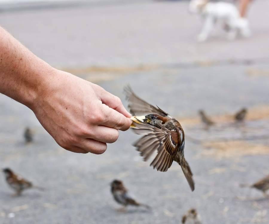 Sparrow being fed