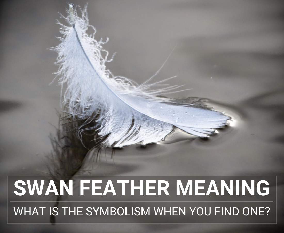 Swan feather Meaning