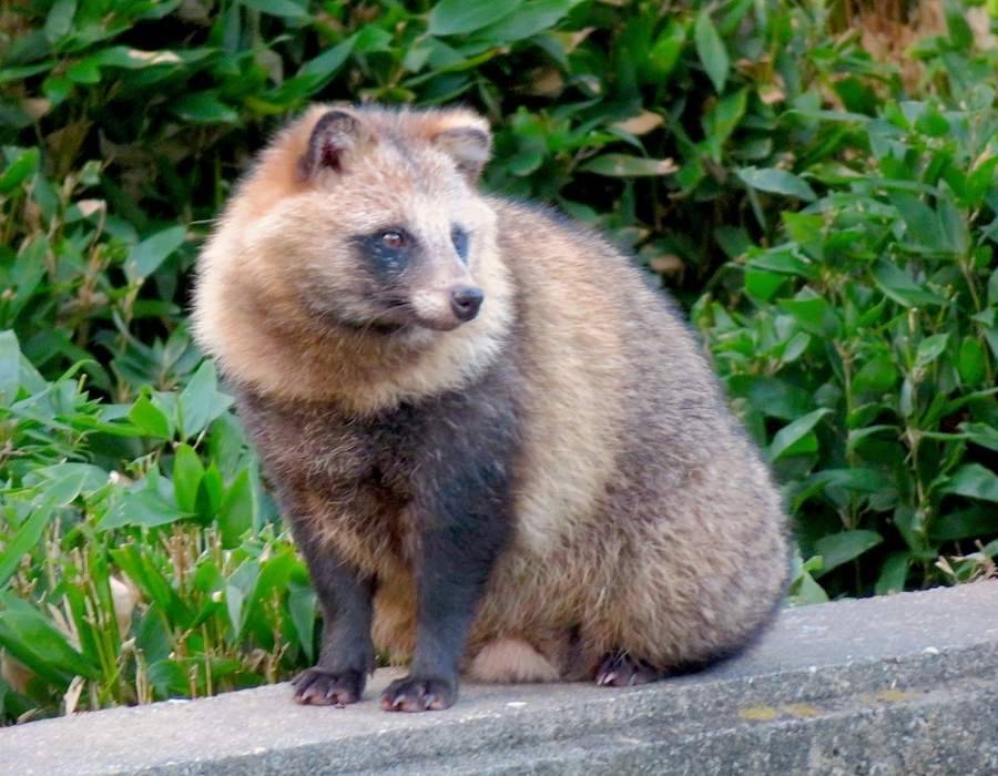 Tanuki, Japanese Raccoon-Dog