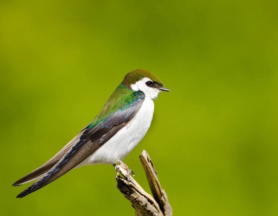 Violet-Green Swallow