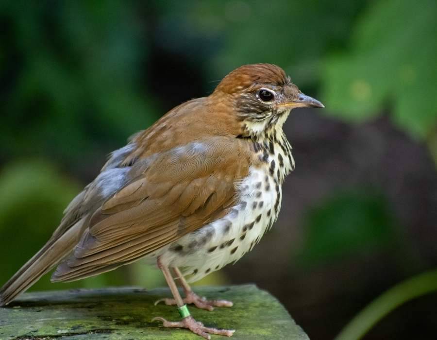 Wood Thrush