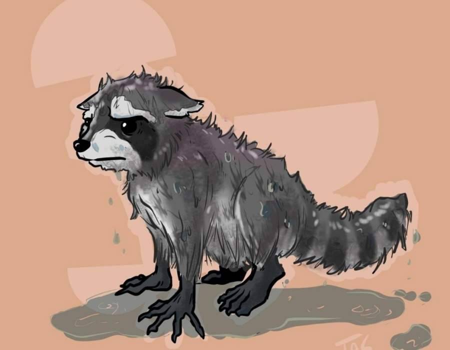 azeban raccoon