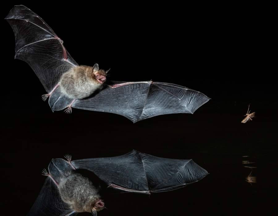 bat catching insect at night