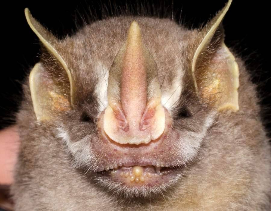 bat head close