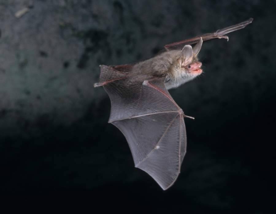 bat in fligth