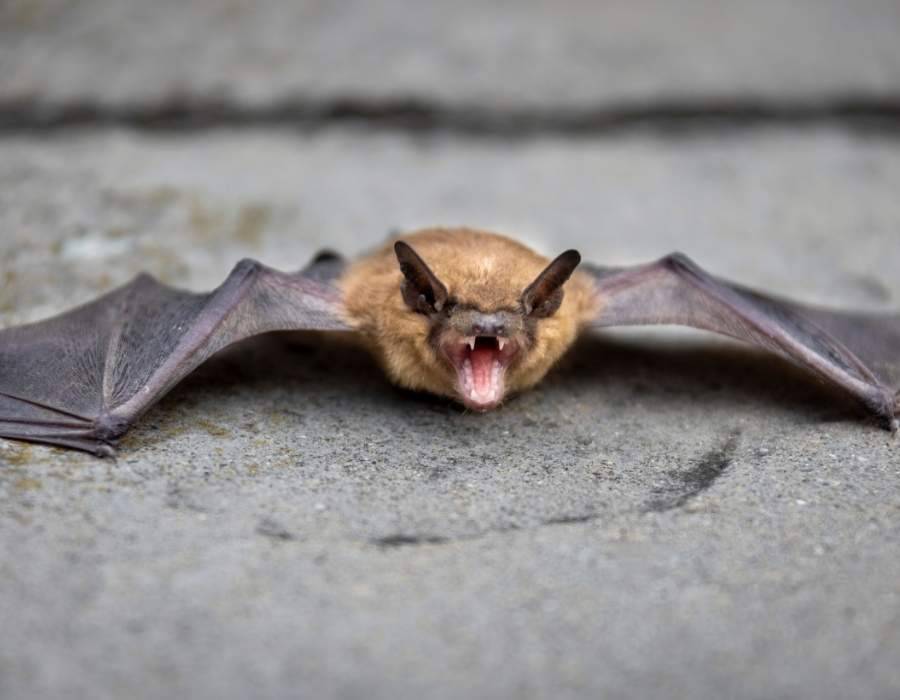 bat showing teeth