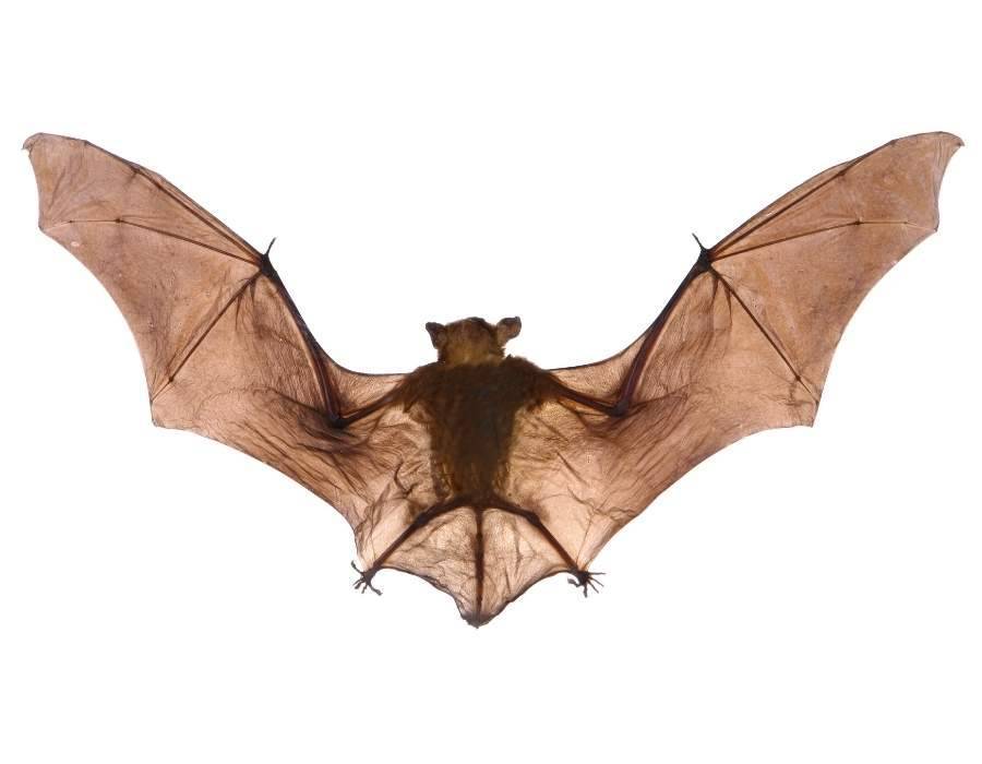 bat spread wings