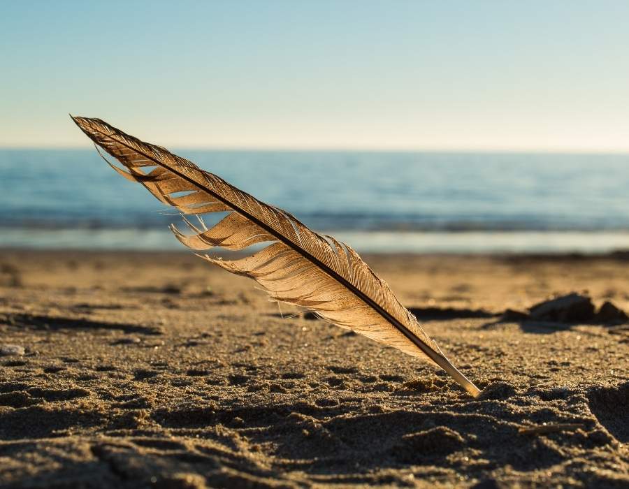 beach with brown feather