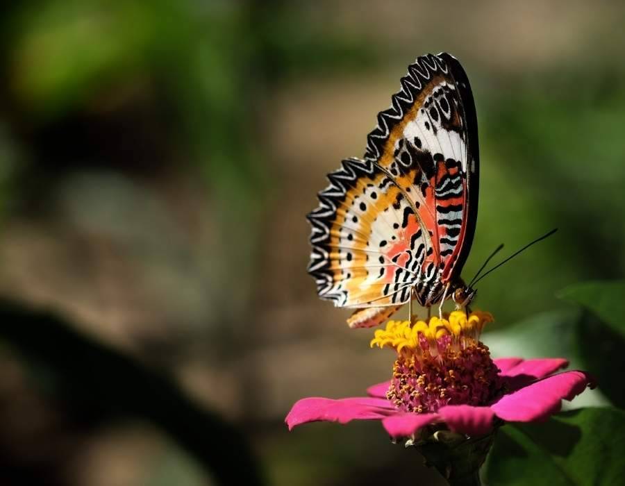 A butterfly is a classic example of symbolizing transformation