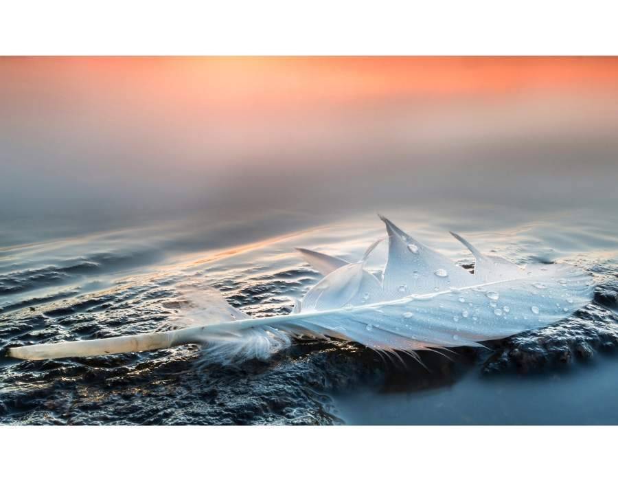 beautiful swan feather