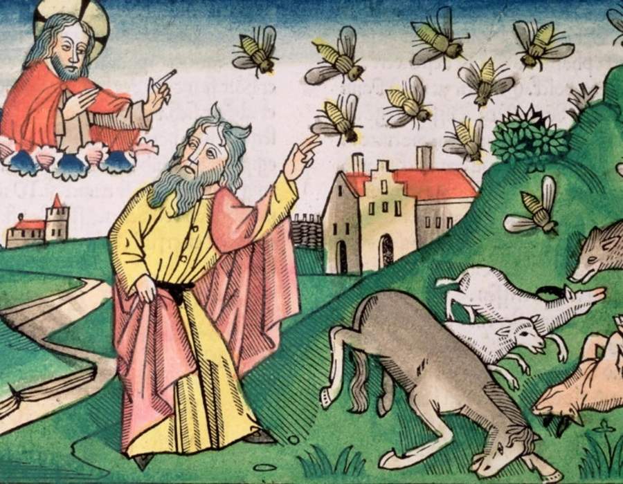 Insects in the bible (plague)