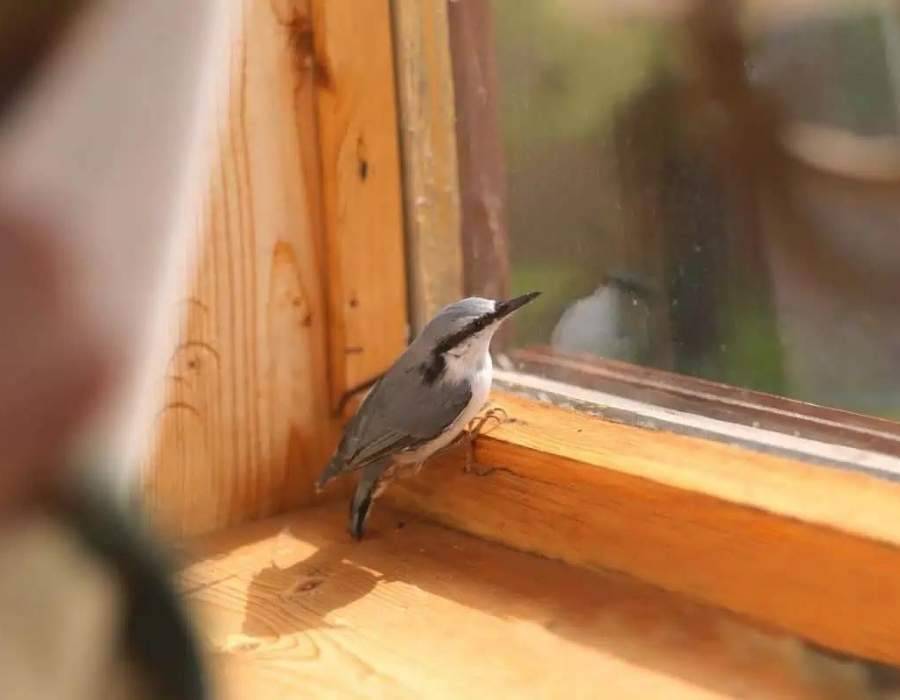 bird flying into house Found A Bird In Your house? This Is The Spiritual Meaning and Symbolism