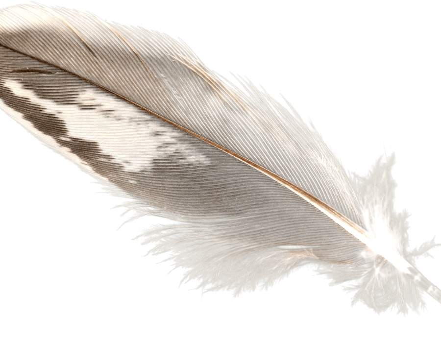 black and white feather with white background How to Interpret a Black and White Feather and What It Means