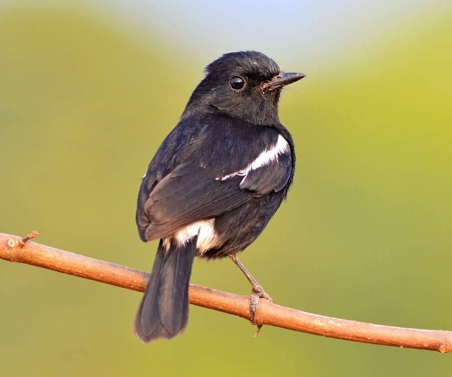 black bird with feathers