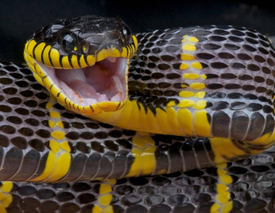 black yellow snake