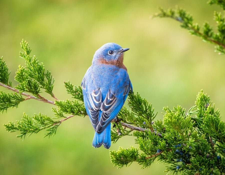 blue bird branch