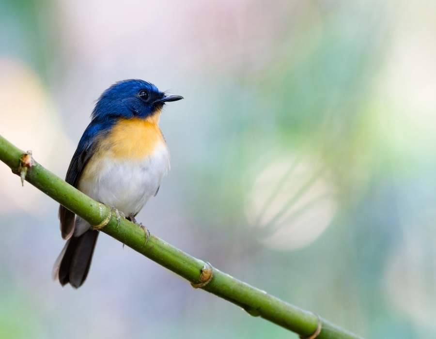 blue-flycatcher bird