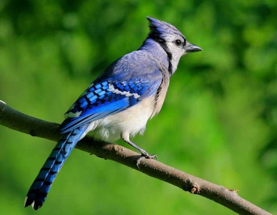 blue jay