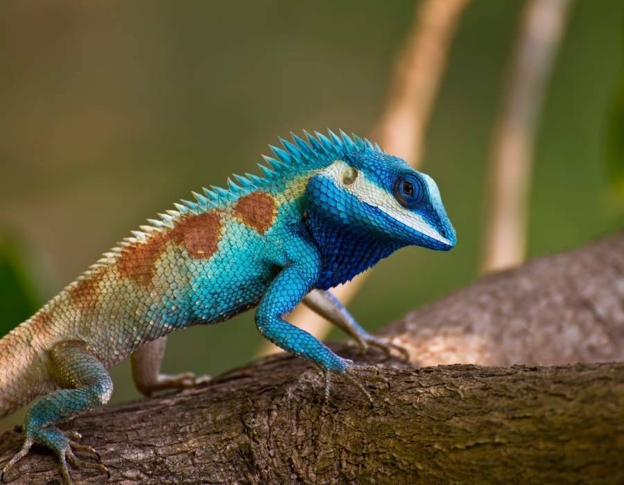 blue lizard