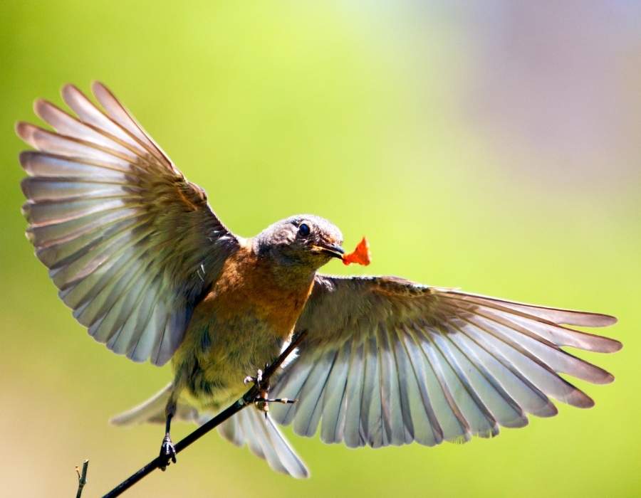 bluebird catching food