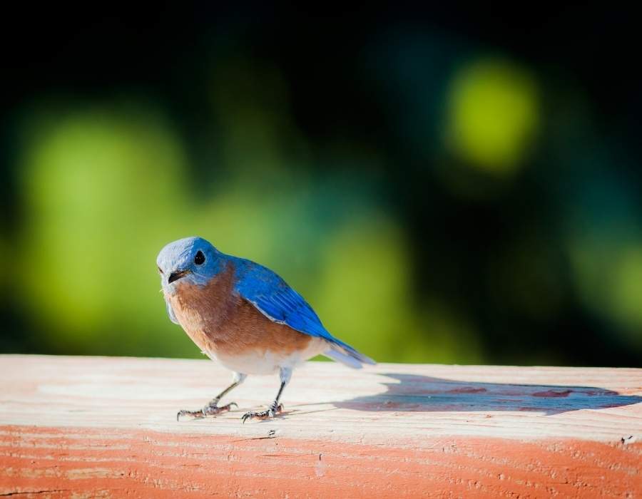 bluebird checking you out