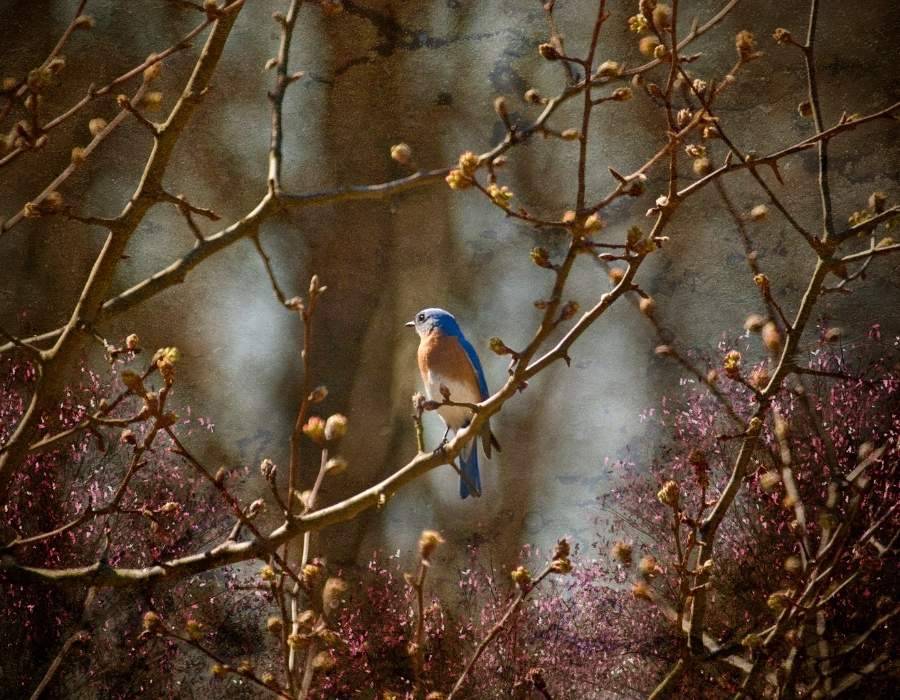 bluebird framed