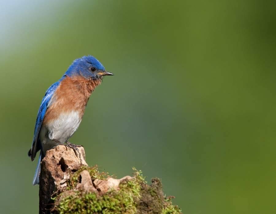 bluebird green backgound