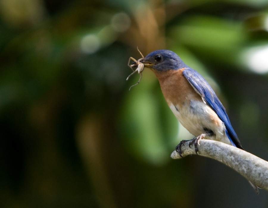 bluebird holding food