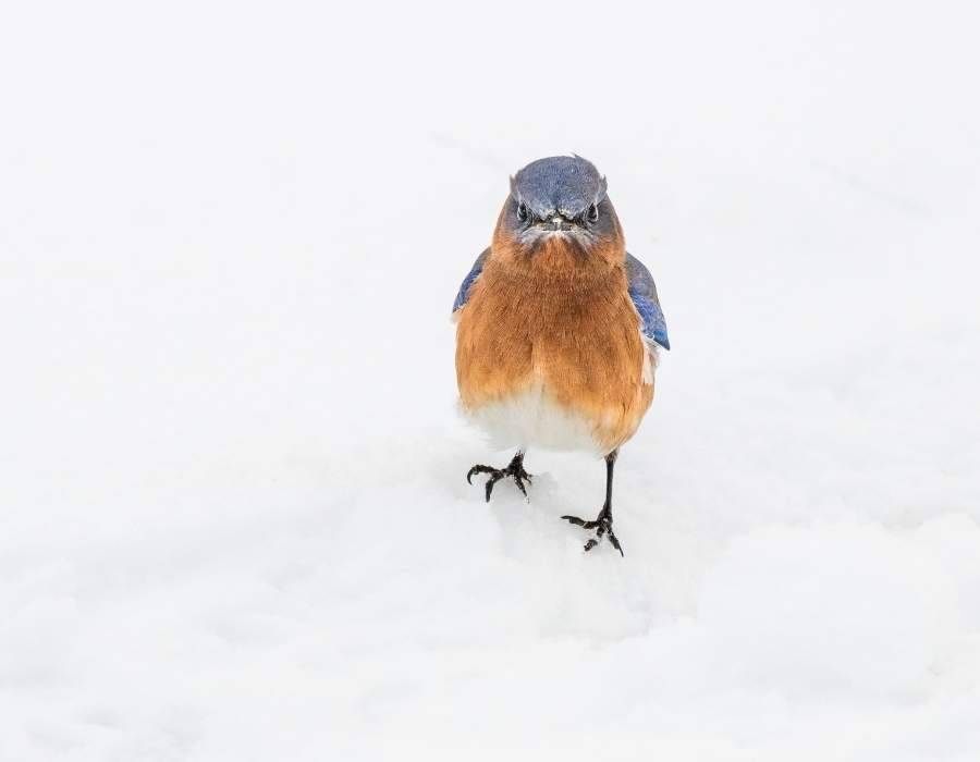 bluebird looking at you