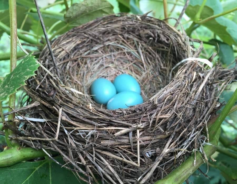 bluebird nest