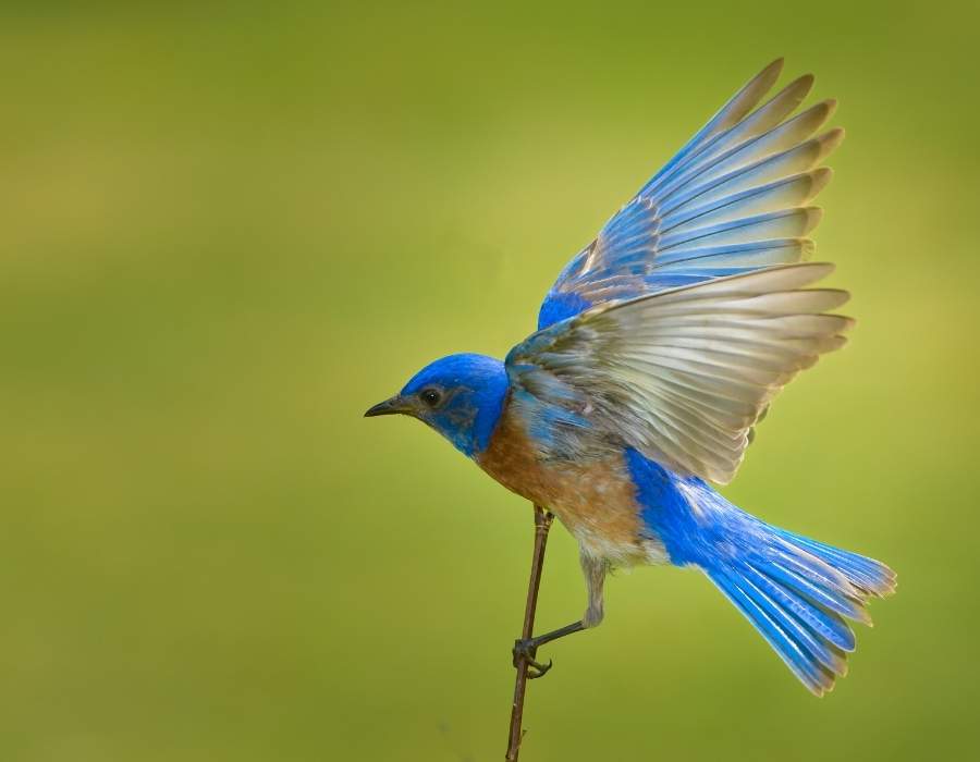 bluebird taking off The Bluebird Meaning - Spiritual Meaning and Totem